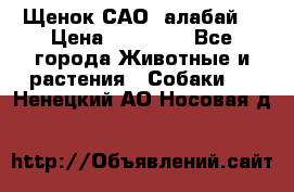 Щенок САО (алабай) › Цена ­ 10 000 - Все города Животные и растения » Собаки   . Ненецкий АО,Носовая д.